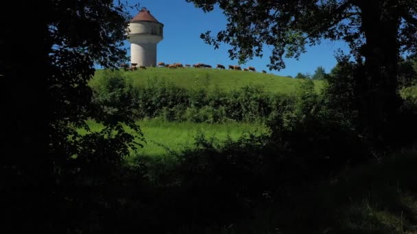 Tracciamento Laterale Ripresa Che Mostra Attraverso Gli Alberi Gruppo Mucche — Video Stock