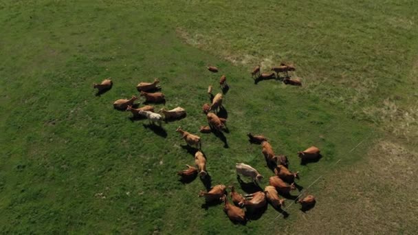 Átkelés Egy Csapat Tehén Felett Akik Egy Mezőn Esznek Vidéken — Stock videók