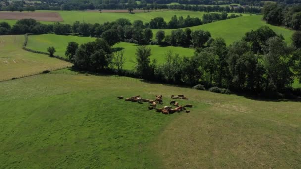 Amplio Seguimiento Hacia Adelante Hacia Grupo Vacas Que Comen Campo — Vídeo de stock