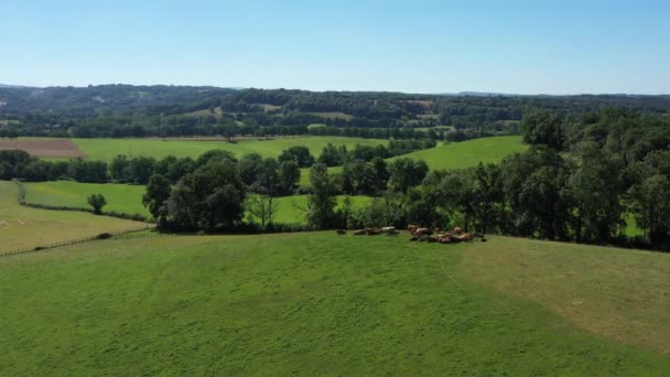 Très Large Repérage Vers Groupe Vaches Mangeant Dans Champ Campagne — Video