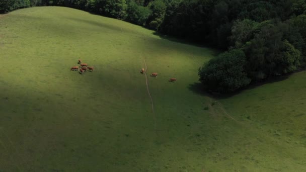 Vista Aérea Grupo Vacas Que Comen Prado Con Variación Luz — Vídeo de stock