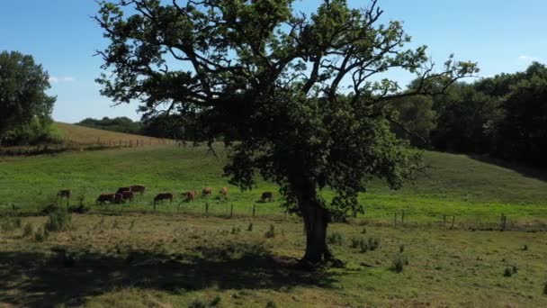 Seguimiento Lateral Alrededor Árbol Grupo Vacas Comiendo Prado Campo Video — Vídeo de stock