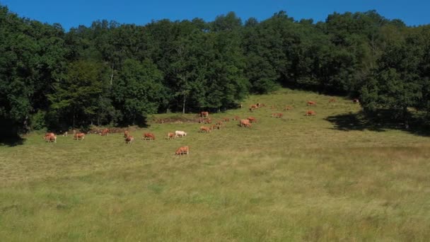 Seguimiento Lateral Disparado Sobre Prado Grupo Vacas Comiendo Ladera Del — Vídeo de stock