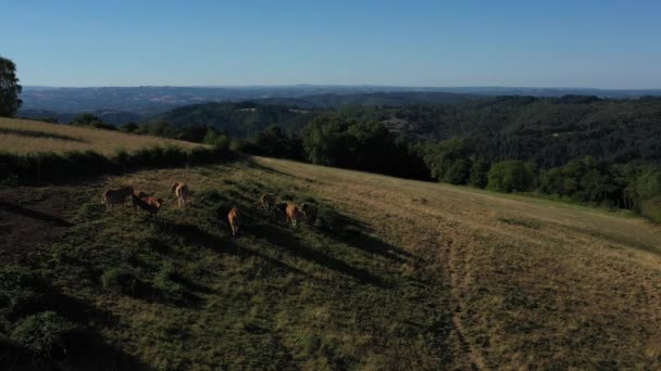 Foto Seguimiento Lateral Grupo Vacas Comiendo Ladera Frente Las Montañas — Vídeo de stock