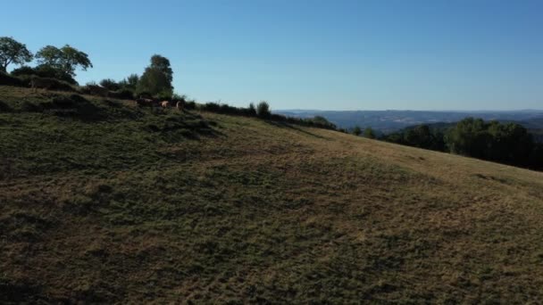 Seguimiento Hacia Adelante Disparo Pasando Por Grupo Vacas Comiendo Ladera — Vídeo de stock