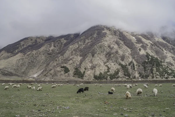 Bir yeşil çayır Georgia dağlarda koyun