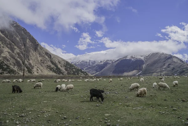 Sheep on a green meadow in the mountains, Georgia — Stock Photo, Image