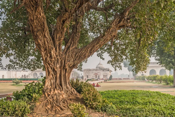 Старое дерево в Индии — стоковое фото
