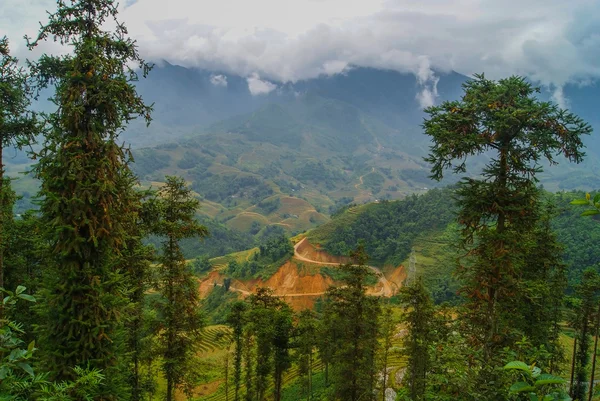 Sapa, Vietnam. die Bäume an den Berghängen — Stockfoto