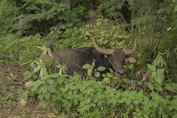 yol kenarında tarafından dinlenme buffalo