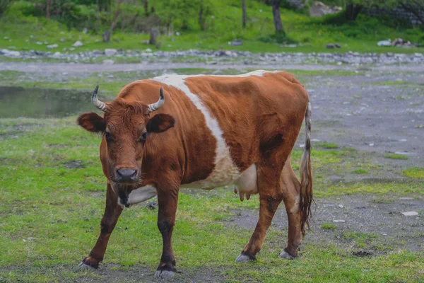 Kráva u pevnosti Ananuri, Gruzie — Stock fotografie