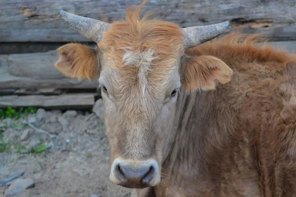 Cow closeup. Mestia, Georgia — Stock Photo, Image