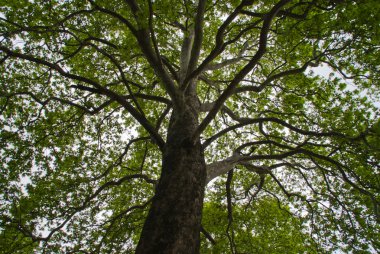 Ahşap alttan görünüm