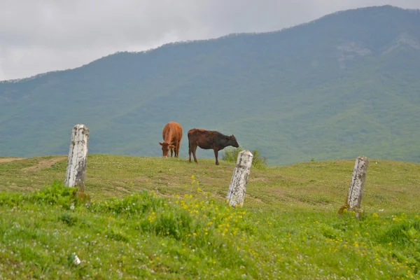 Cows in the mountains, Mtskheta, Georgia — Stock Photo, Image