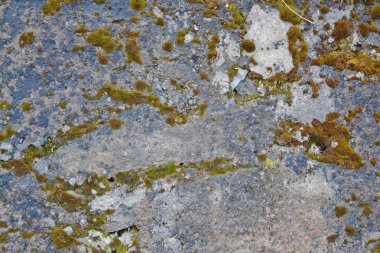 A rock covered with moss. background
