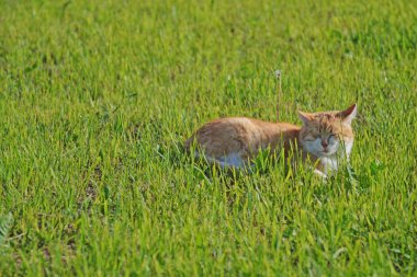 kedi güneşte tadını çıkarma