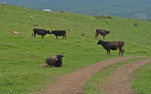 Cows in the mountains, Mtskheta, Georgia — Stock Photo, Image