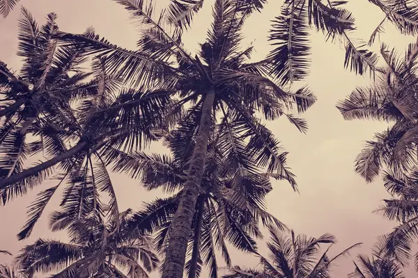 Palmiye ağaçları gökyüzü, Myanmar.