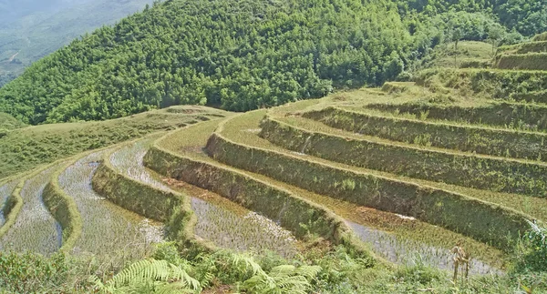 Sapa, Vietnam. Rýžové pole pohled na hory — Stock fotografie