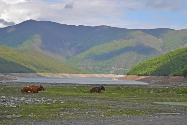 Cows near the reservoir, Ananuri, Georgia — Stock Photo, Image