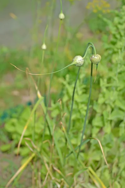 Rijen van knoflook Groenen — Stockfoto