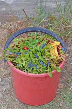 Yaz hasat: mantar ve çilek