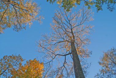 Altın Sonbahar; yaprakları, arka plan