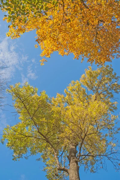 Gouden herfst; Bladeren, achtergrond — Stockfoto