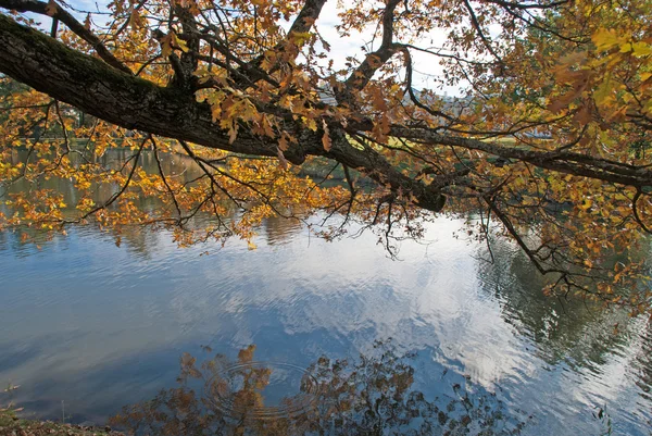 Autunno d'oro; alberi vicino al laghetto — Foto Stock