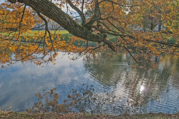 ゴールド秋である;池の近くの木 — ストック写真