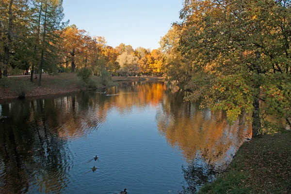 Золотая осень, деревья возле пруда — стоковое фото