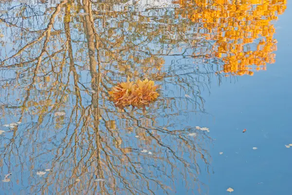 Otoño dorado; racimo de hojas en un estanque — Foto de Stock