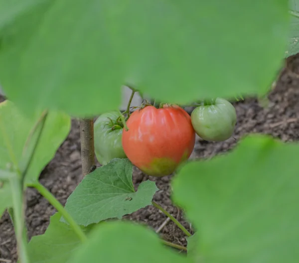 温室のトマト — ストック写真