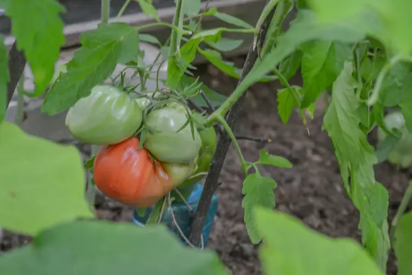 Tomater i växthus — Stockfoto