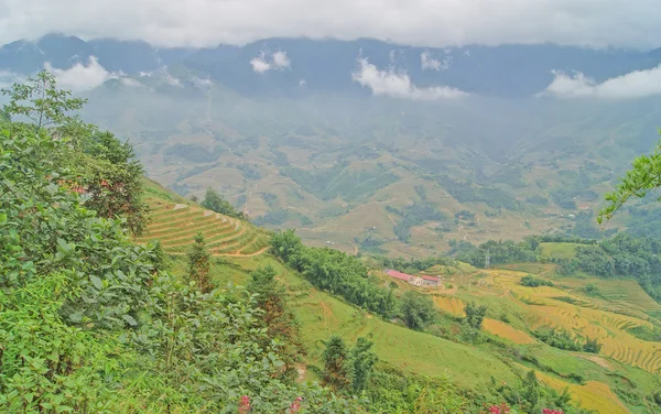 Sapa, Vietnam. Pirinç tarlaları dağlardan yolda