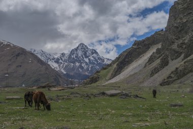 İnekler dağ çayır üzerinde Georgia otlatmak.