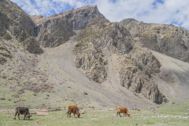 İnekler dağ çayır üzerinde Georgia otlatmak.
