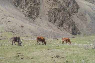 İnekler dağ çayır üzerinde Georgia otlatmak.