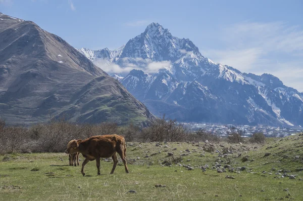 Prati delle montagne del Caucaso, Georgia — Foto Stock