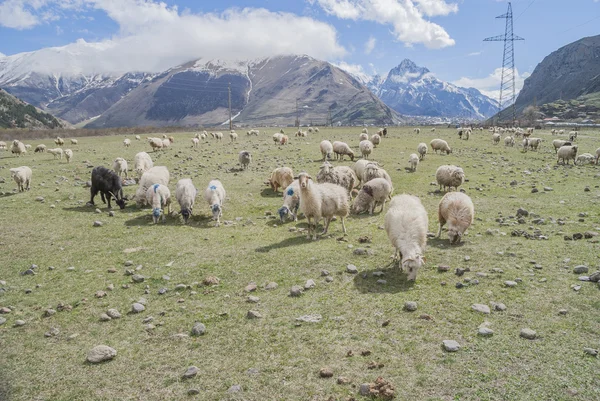 Schafe auf der grünen Wiese in den Bergen lizenzfreie Stockfotos