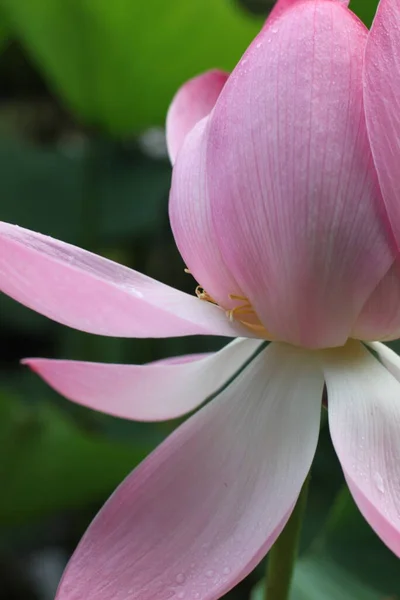 Bela Flor Lótus Flores Lótus Lago Beleza — Fotografia de Stock