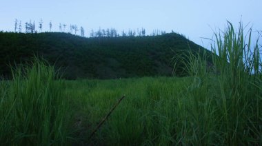 The path in the forest, wild nature