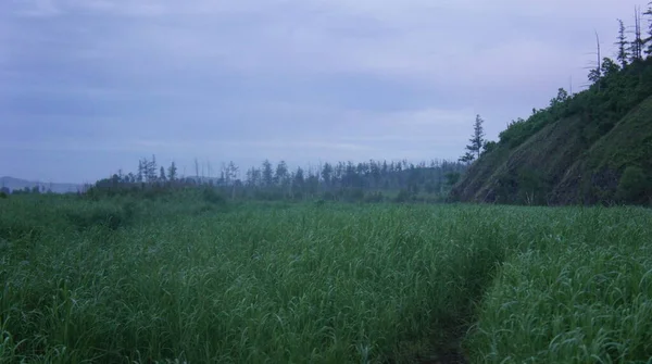 The path in the forest, wild nature
