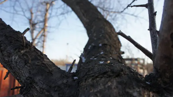 View from the tree trunk, tree bark,