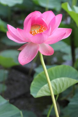 flower close-up, Lotus, vertical photo