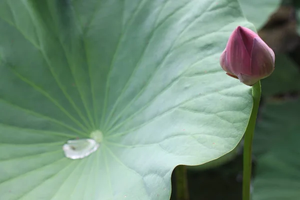 Folha de lótus Flores de lótus no lago, beleza — Fotografia de Stock