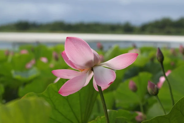 Lotus no fundo do lago — Fotografia de Stock