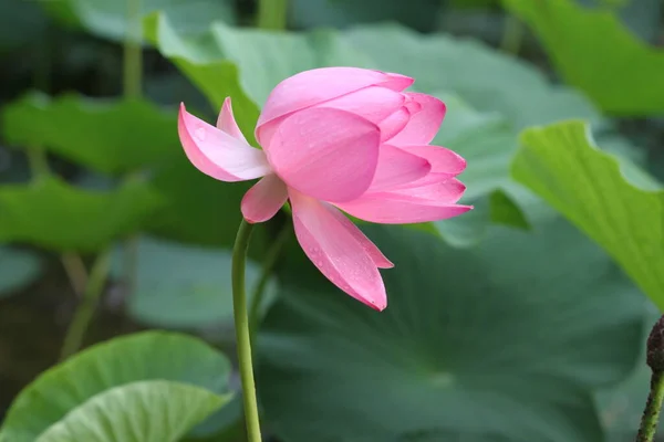 Vackra Lotus, Lotus blommor på sjön, skönhet — Stockfoto