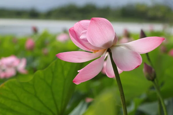 O Lótus floresceu, flores de lótus no lago, beleza — Fotografia de Stock