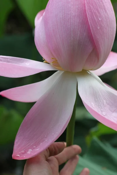 A flor de lótus na mão — Fotografia de Stock